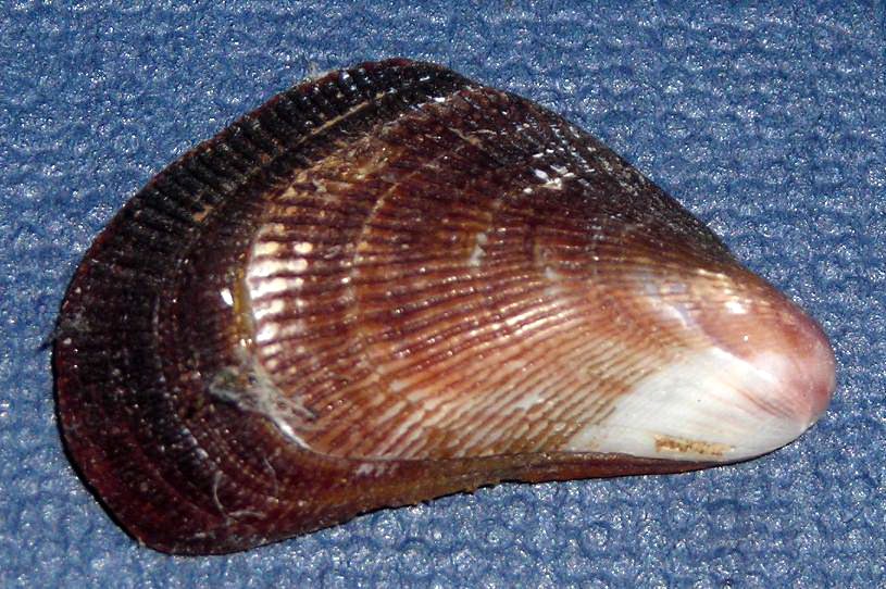 Conchiglie da Tirrenia.